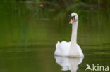 Mute Swan (Cygnus olor)
