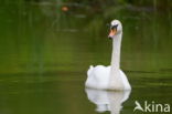 Knobbelzwaan (Cygnus olor)