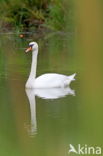 Knobbelzwaan (Cygnus olor)