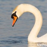 Knobbelzwaan (Cygnus olor)