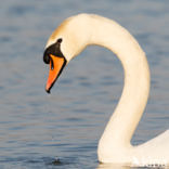 Knobbelzwaan (Cygnus olor)