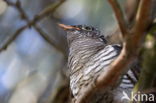 Common Cuckoo (Cuculus canorus)