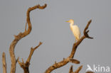 Koereiger (Bubulcus ibis)