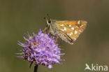 Silver-spotted Skipper (Hesperia comma)