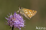 Silver-spotted Skipper (Hesperia comma)