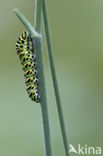 Koninginnepage (Papilio machaon)