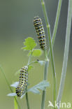 Koninginnepage (Papilio machaon)