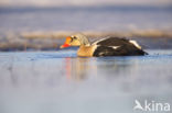 King Eider (Somateria spectabilis)