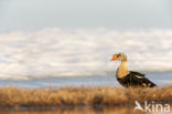 King Eider (Somateria spectabilis)