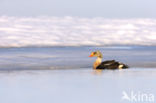 King Eider (Somateria spectabilis)