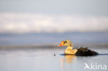 King Eider (Somateria spectabilis)