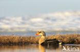 King Eider (Somateria spectabilis)