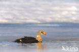 King Eider (Somateria spectabilis)