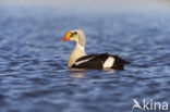 King Eider (Somateria spectabilis)