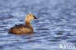 King Eider (Somateria spectabilis)