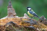 Great Tit (Parus major)