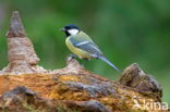 Koolmees (Parus major)