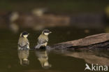 Koolmees (Parus major)