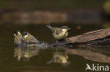 Great Tit (Parus major)