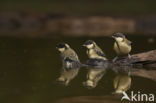 Koolmees (Parus major)