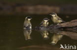 Great Tit (Parus major)