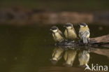 Koolmees (Parus major)