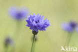 Cornflower (Centaurea cyanus)