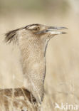 Kori Bustard (Ardeotis kori)