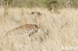 Kori Bustard (Ardeotis kori)