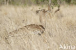 Kori Bustard (Ardeotis kori)