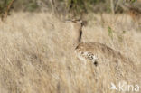 Kori Bustard (Ardeotis kori)