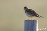 Short-toed Lark (Calandrella brachydactyla)