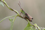 Meadow Grasshopper (Chorthippus parallelus)