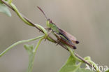 Meadow Grasshopper (Chorthippus parallelus)