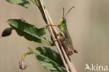 Meadow Grasshopper (Chorthippus parallelus)