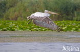 Kroeskoppelikaan (Pelecanus crispus)