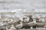 Kumliens Meeuw (Larus glaucoides kumlieni)