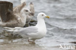 Kumliens Meeuw (Larus glaucoides kumlieni)