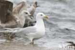 Kumlien s gull (Larus glaucoides kumlieni)