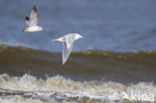 Kumlien s gull (Larus glaucoides kumlieni)