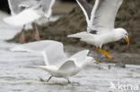 Kumliens Meeuw (Larus glaucoides kumlieni)