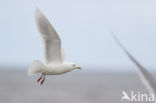 Kumlien s gull (Larus glaucoides kumlieni)