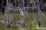 Night Heron (Nycticorax nycticorax)