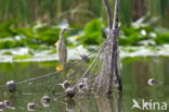 Night Heron (Nycticorax nycticorax)