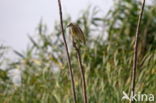 Night Heron (Nycticorax nycticorax)