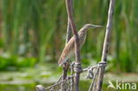 Night Heron (Nycticorax nycticorax)