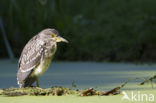 Night Heron (Nycticorax nycticorax)