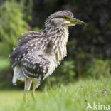 Night Heron (Nycticorax nycticorax)