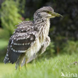 Kwak (Nycticorax nycticorax)