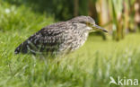 Night Heron (Nycticorax nycticorax)